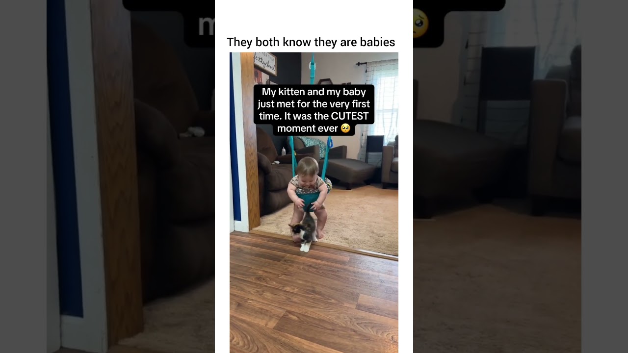 They both know they are babies 🥹🥹 #cat #movelycat #catshorts #funny #pets