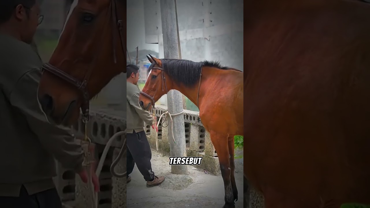 🐶 Anjing Pintar Ini Berhasil Menggagalkan Pencurian Kuda! 🐴😱 #shortsviral