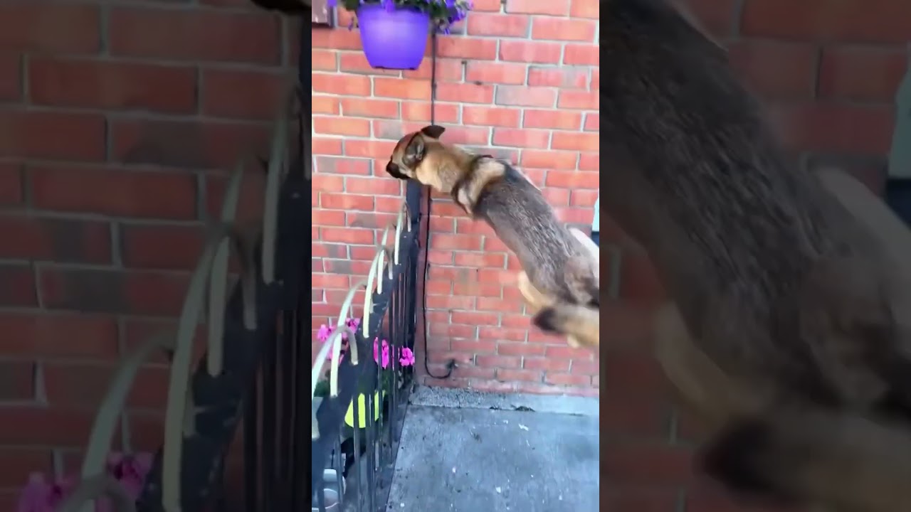 Get a Malinois they say!