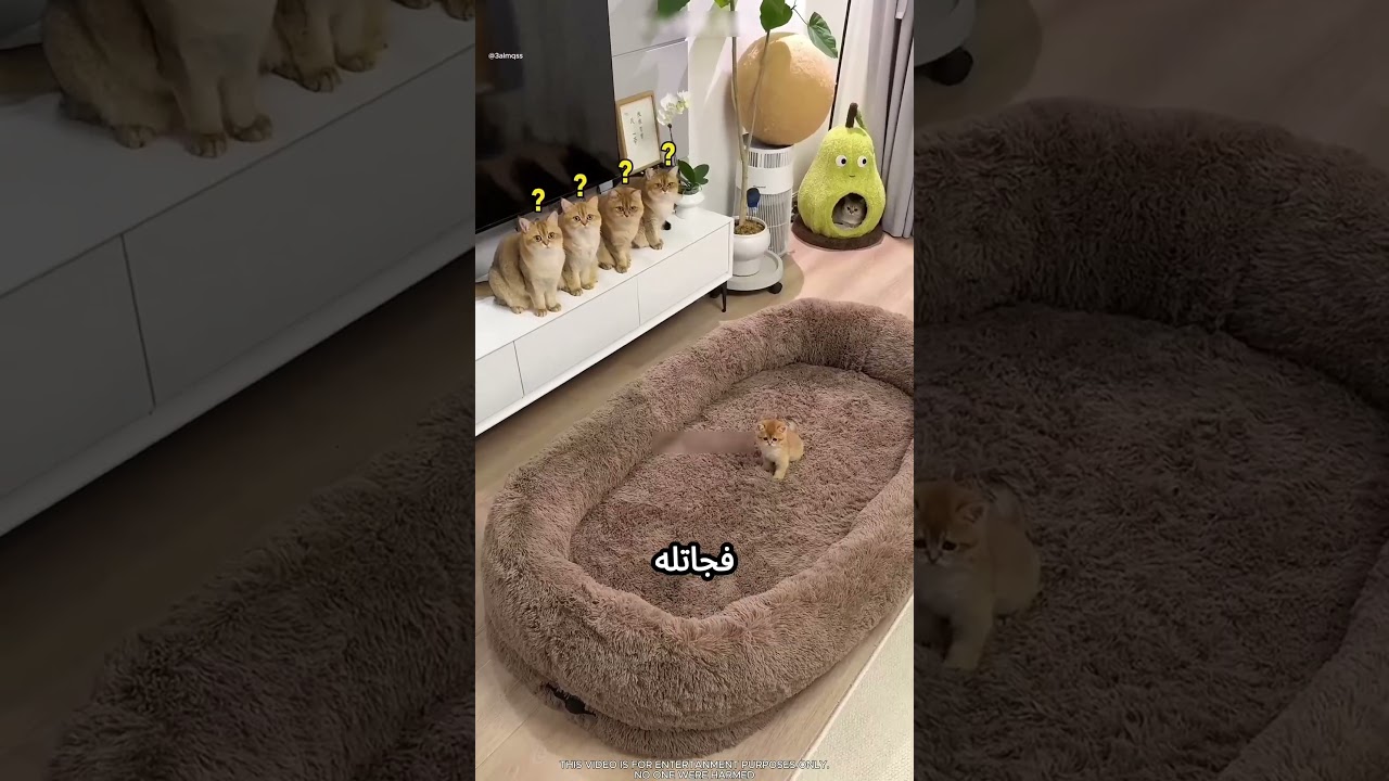 بيشتري السرير للقطط بس مش بينامو عليه #viral