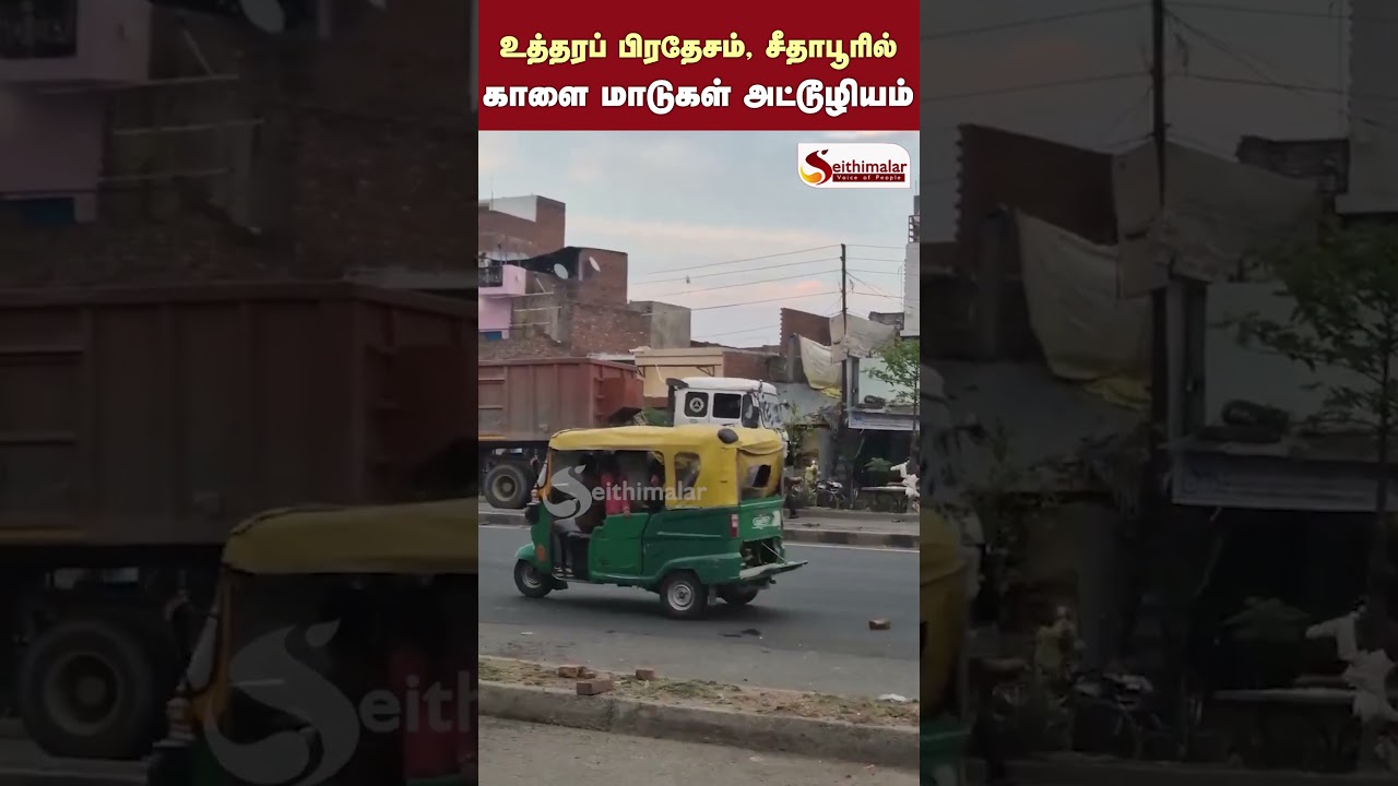 உத்தரப் பிரதேசம், சீதாபூரில்: நெடுஞ்சாலையில் காளை மாடுகள் அட்டூழியம்
