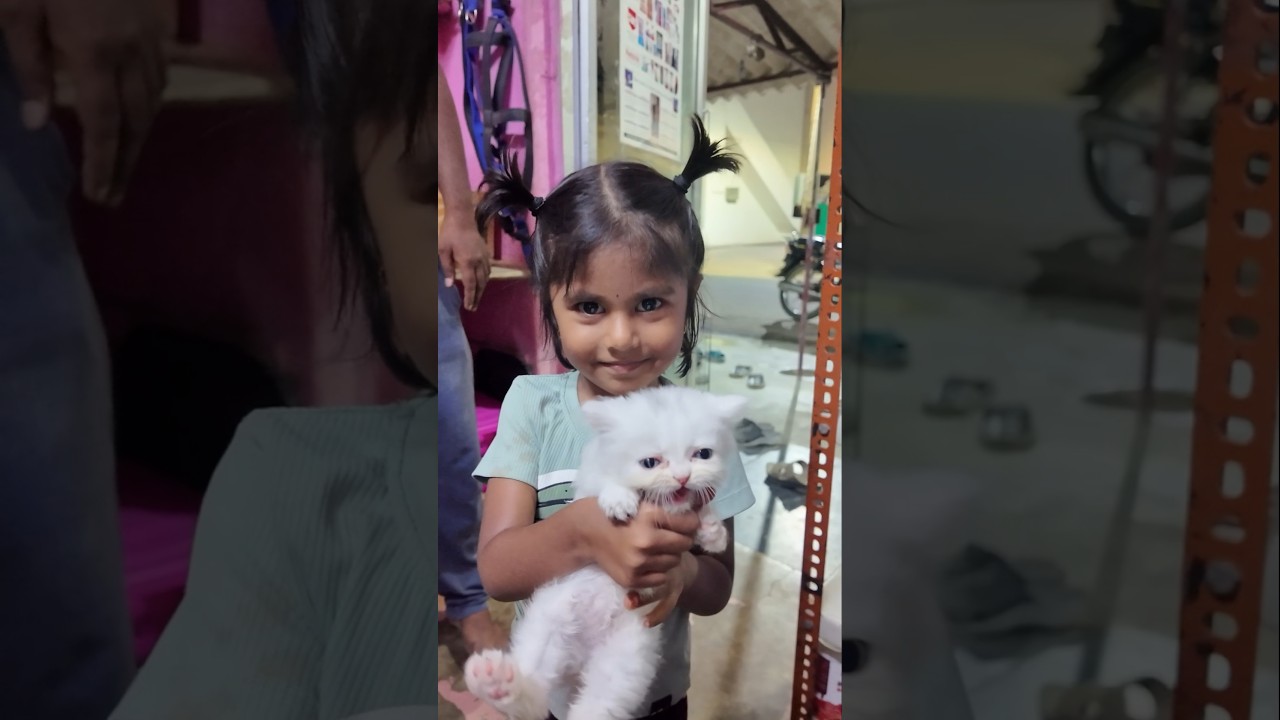 Pranitha-க்காக 2 Cute பூனை வாங்கியாச்சு! 🥹🐱❤️ #shorts #familyvlog #cats ⭐