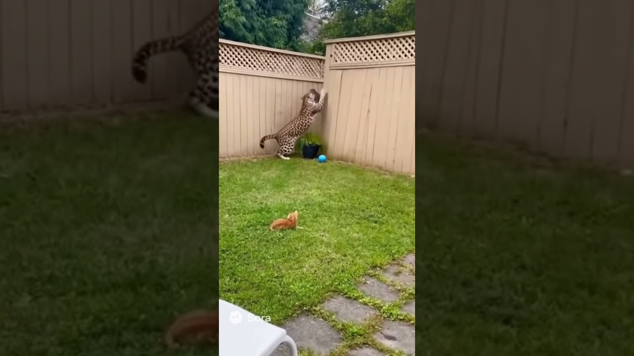 LEOPARD suddenly broke into a house, the brave CAT pulled an "ABSOLUTELY SHOCKING" move! 😱🤯