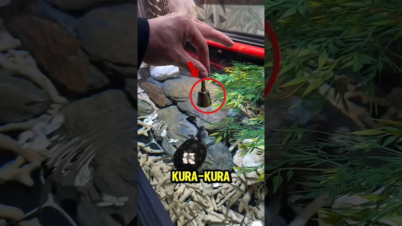 kura kura datang saat lonceng di bunyikan #kurakura #feeding #shorts #makanenak