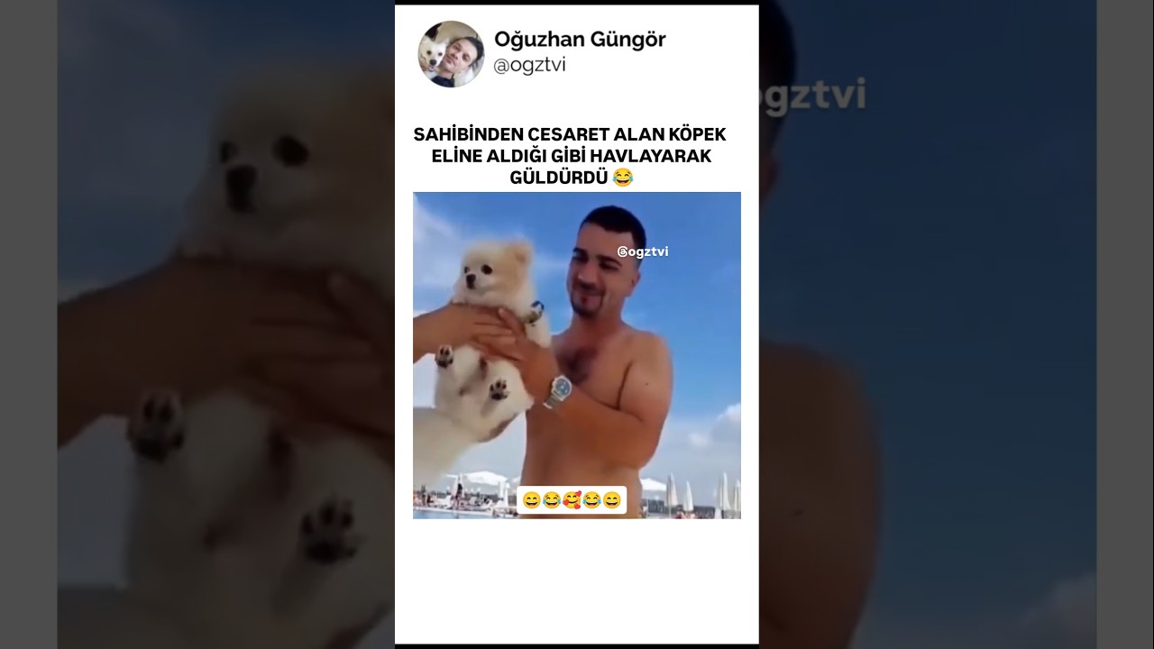 Sahibinden cesaret alan köpek güldürdü