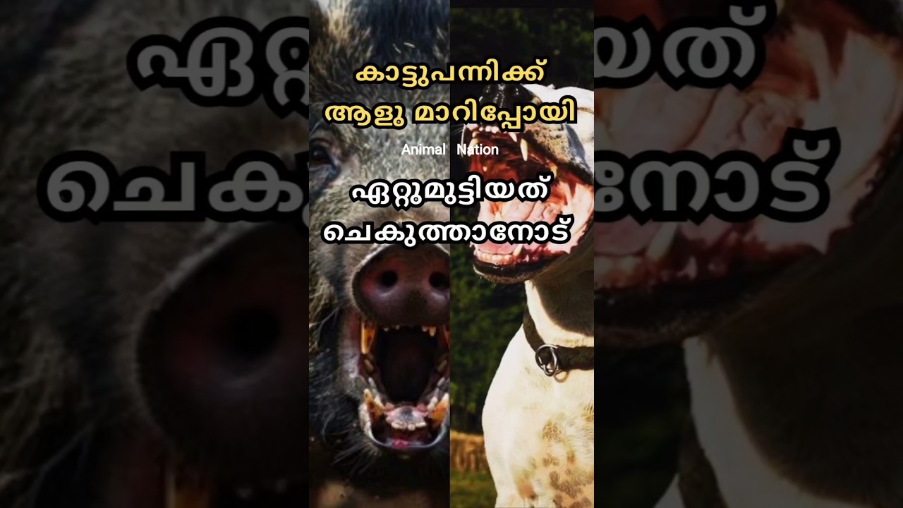 കാട്ടുപന്നിക്ക് ആളു മാറിപ്പോയി 💥😮|Wild Boar vs Dogo Argentino | Unbelievable Animal Fight"