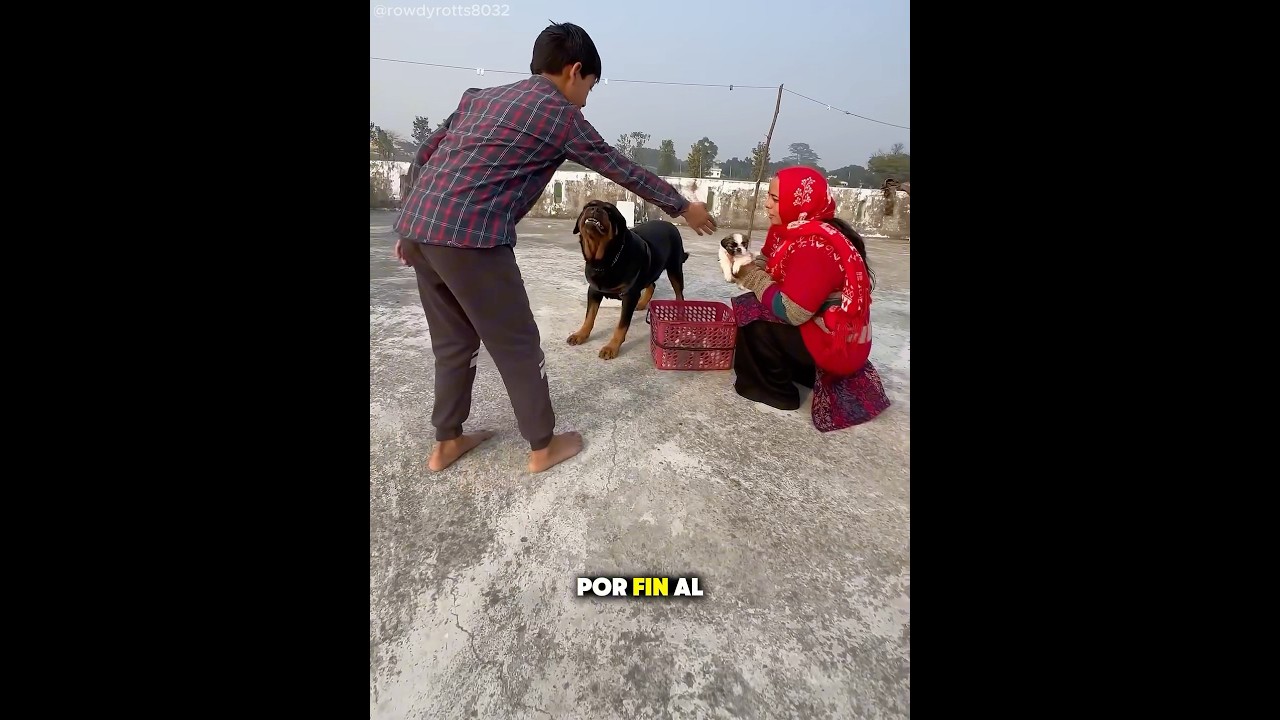 Esta perra solo cree en mujeres que son la misma madre🐶❤️#dog #love #shorts