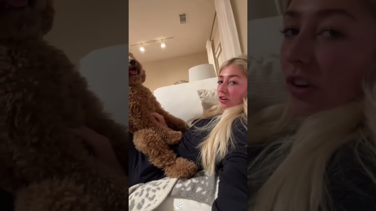 This dog acts like there’s human inside. #funny #dog #dogshorts #fyp #funnydogs