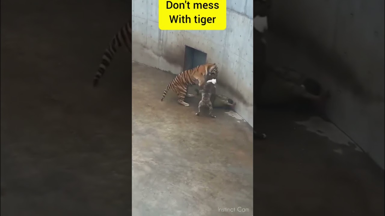 don't mess with 🐯 #tiger #wildernesssurvival