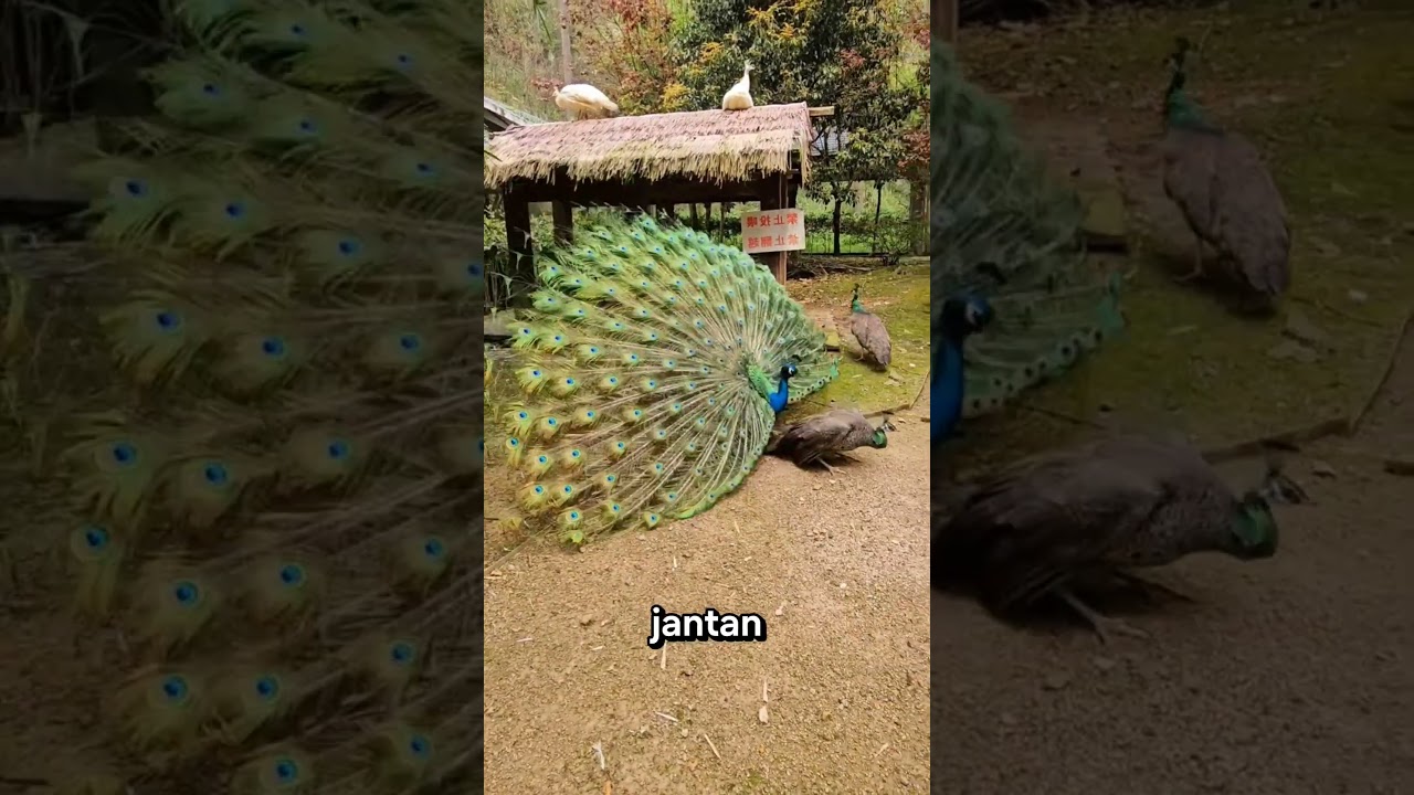 Merak Putih Ini Malah Ditendang Saat PDKT