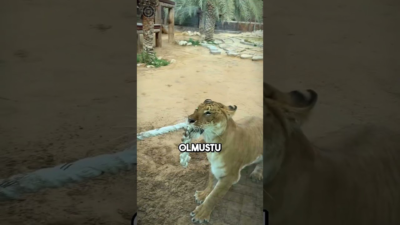 Dev Liger'a Karşı Halat Çekme Yarışı! 🦁