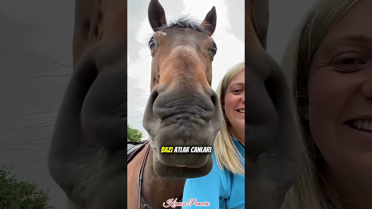 Atların Size Söylemeyeceği Sırlar 🐴🤫