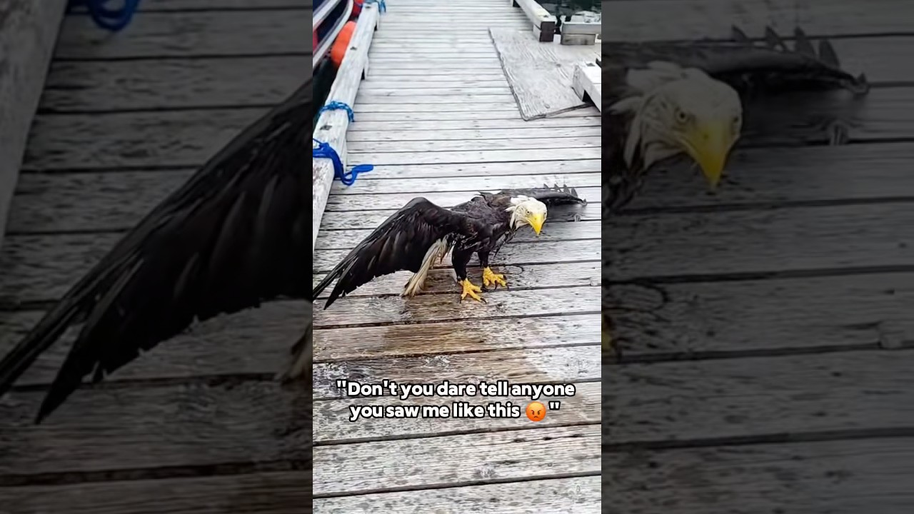 This eagle does NOT miss 🦅💀#eagle #wildlife #nature #predator #hunting #fyp #funny #foryou