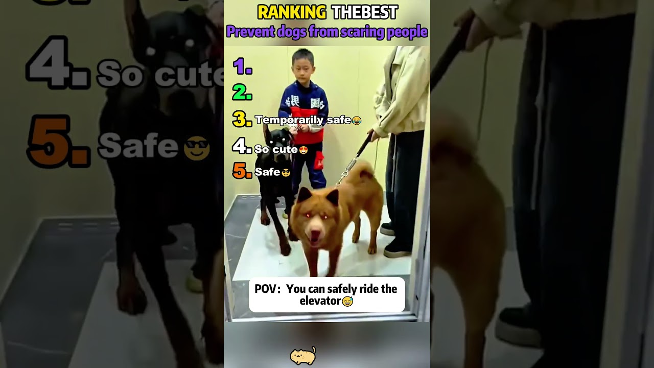 Prevent dogs from scaring people#dog #cute #funny #puppy #funnyvideo
