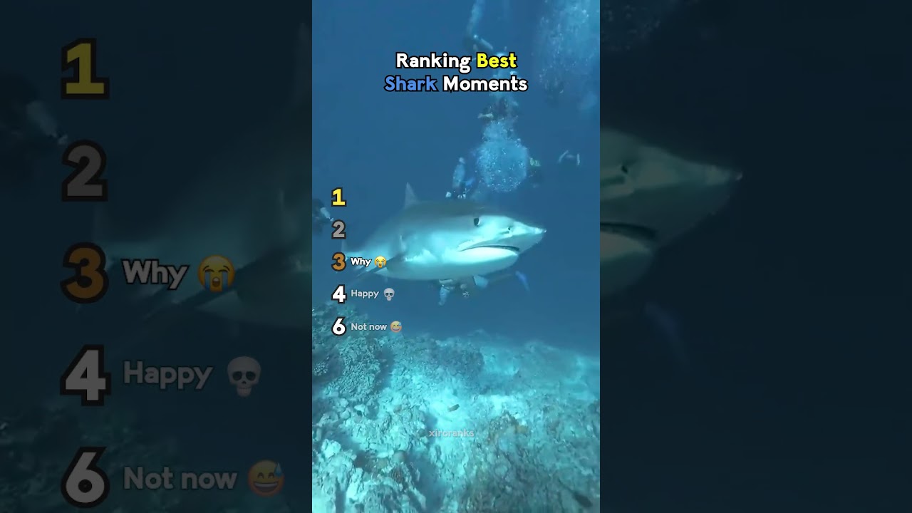 Ranking Best Shark Moments