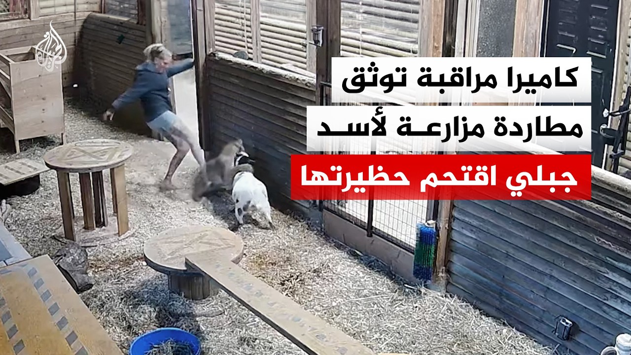 كاميرا مراقبة توثق مطاردة مزارعة لأسد جبلي اقتحم حظيرتها