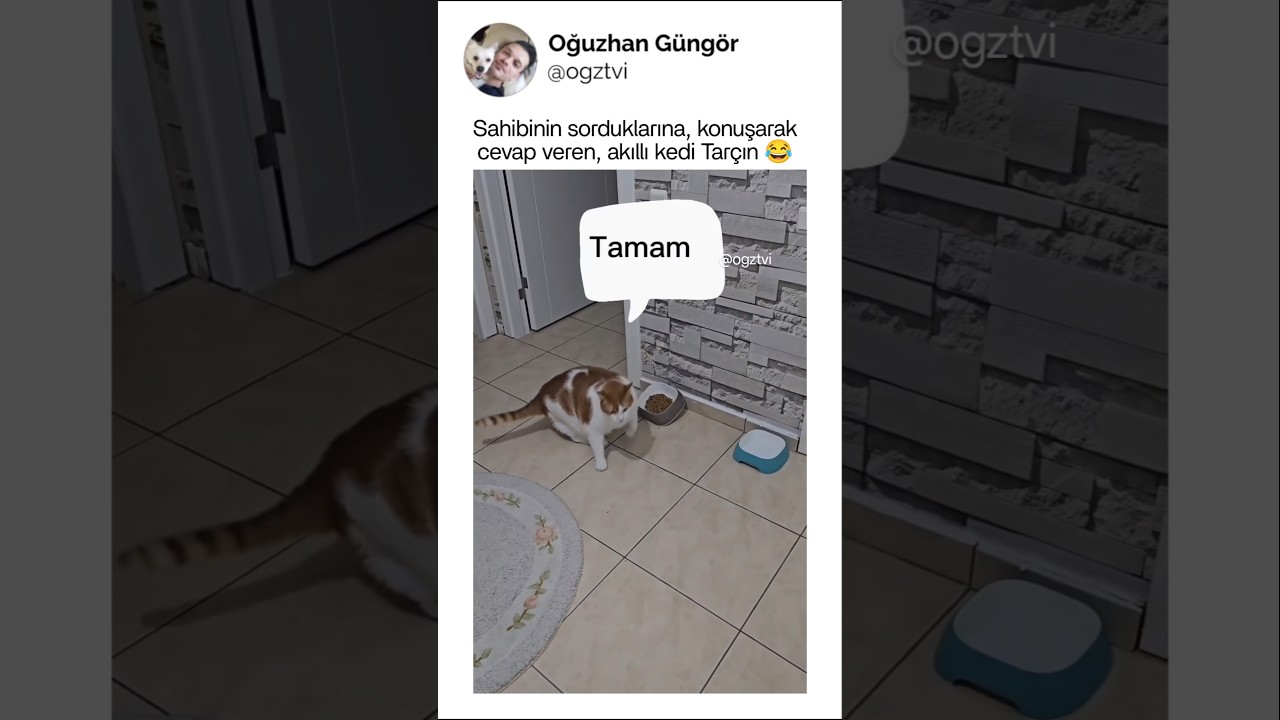 Sorulan sorulara, konuşarak cevap veren kedi