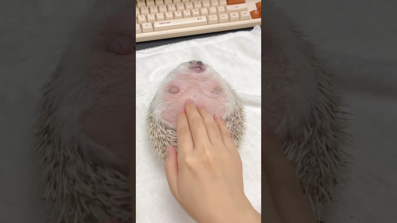 Obesity In Hedgehogs #goodtoknow #vet #medicine #educational #funfacts #lifehacks #survival #diet