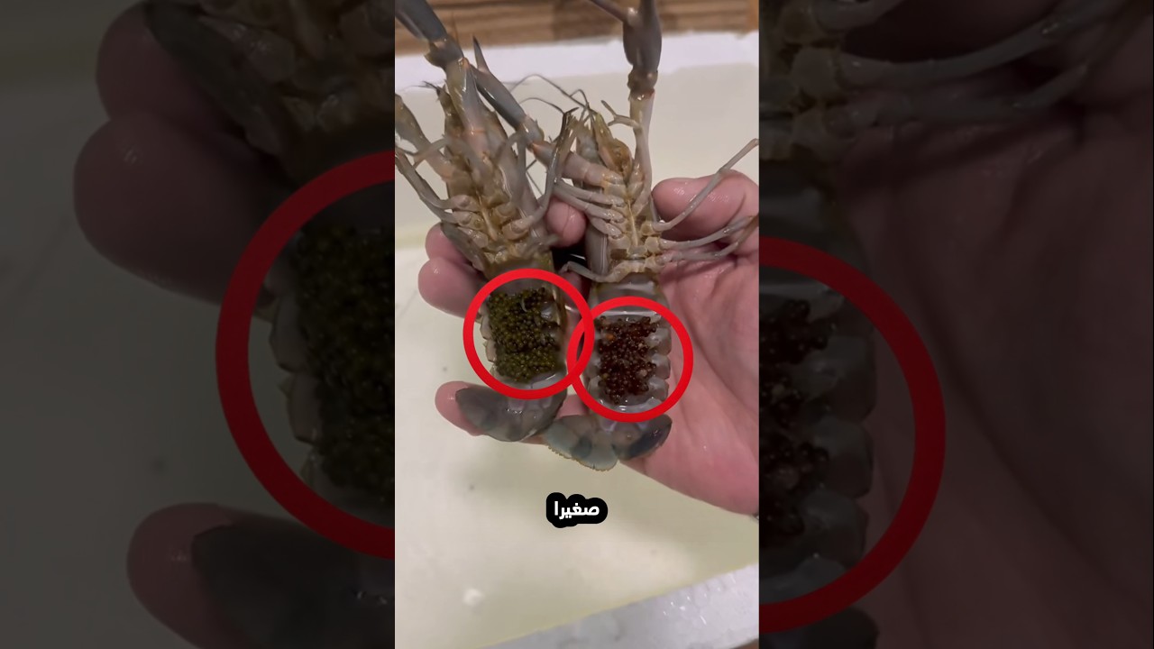 احضرهما للاكل لكنهما كانتا حاملتان!⭕😮