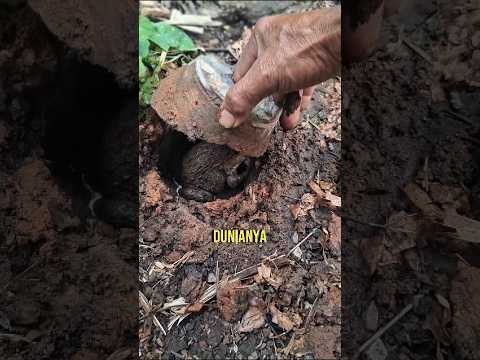 Katak Dalam Tempurung Ternyata Nyata