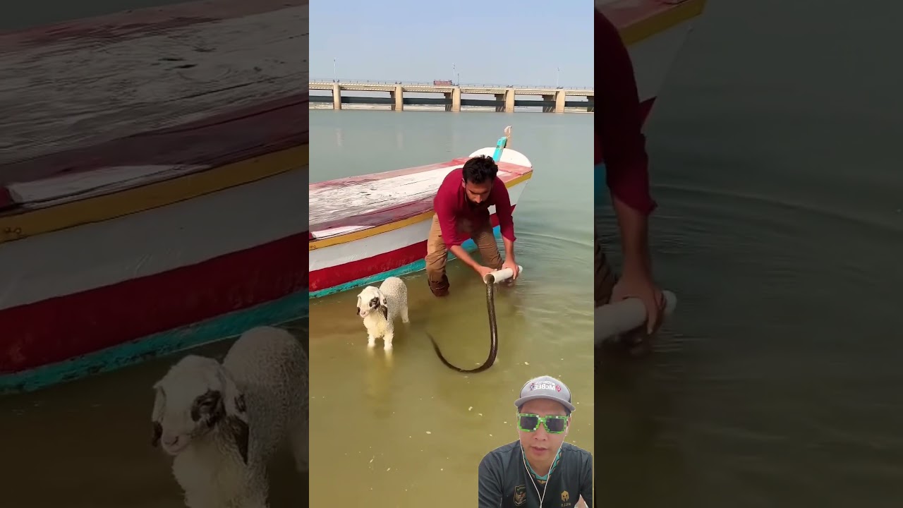 Hah Ada Ular 😱 #trending