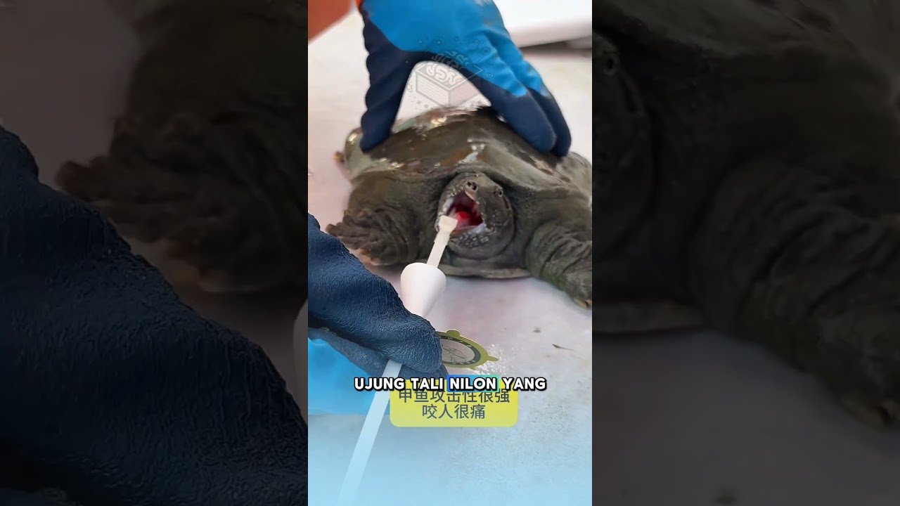 Awalnya Dikira Kejam, Ternyata Buat Keamanan! #otakkotak #faktaunik #shorts