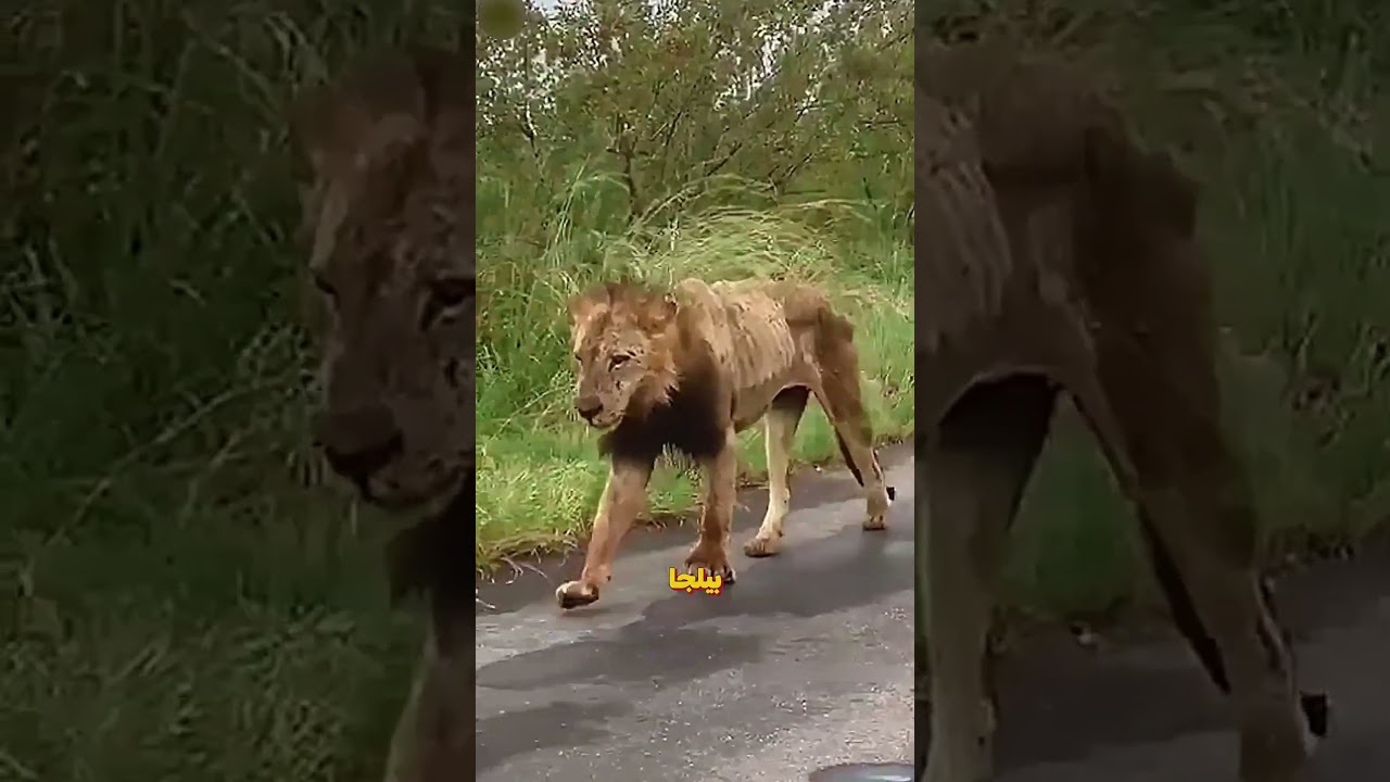 هل الأسد العجوز فعلًا بيحفر قبره بنفسه؟ الحقيقة هتصدمك! 🔥🦁 #shorts