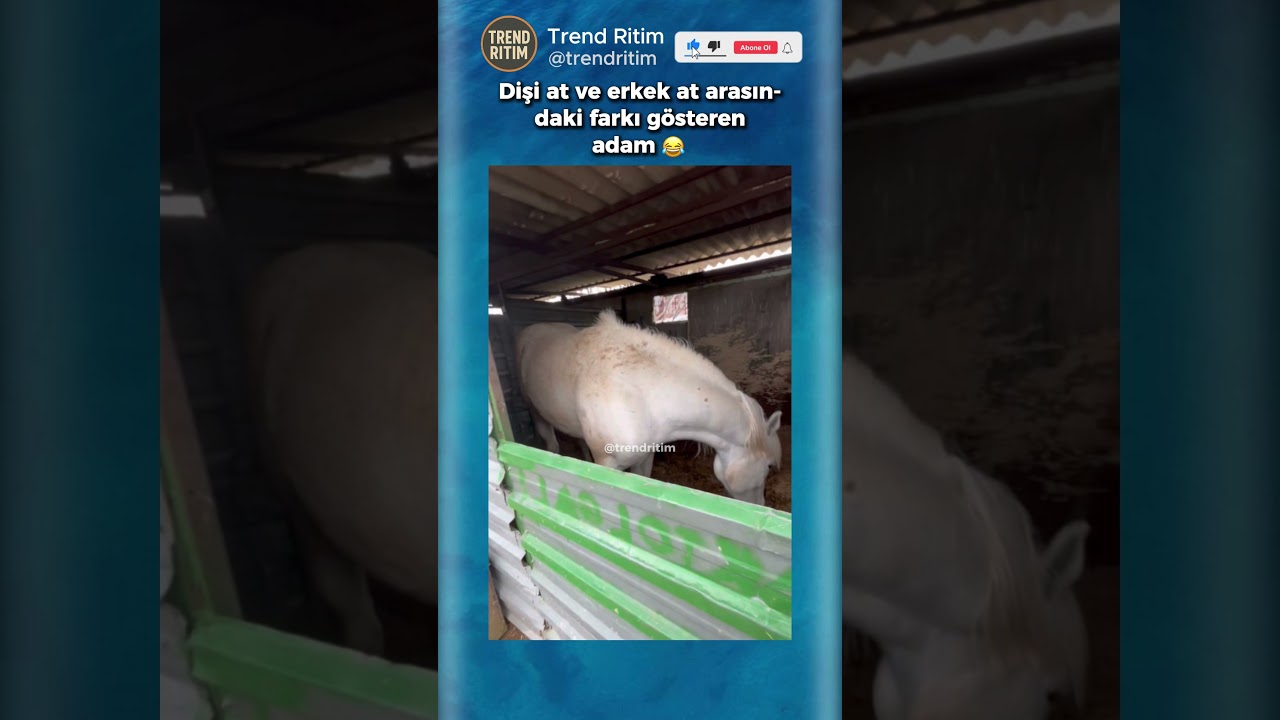 Erkek At İle Dişi Atı Karşılaştıran Adam 🤣😁