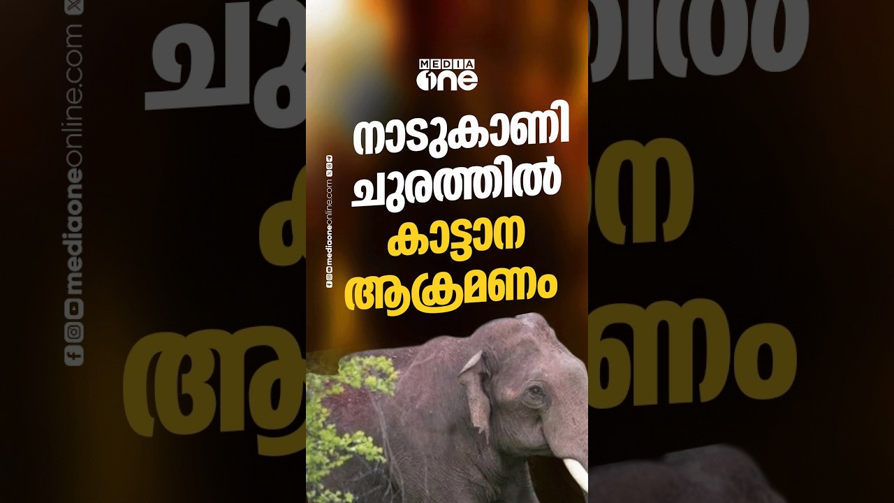 നാടുകാണി ചുരത്തിൽ കാട്ടാന ആക്രമണം: ദമ്പതികൾ അത്ഭുതകരമായി രക്ഷപ്പെട്ടു...ദൃശ്യങ്ങൾ...