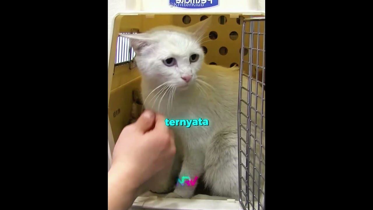 Pengorbanan Induk Kucing demi Enam Anaknya🐾❤️