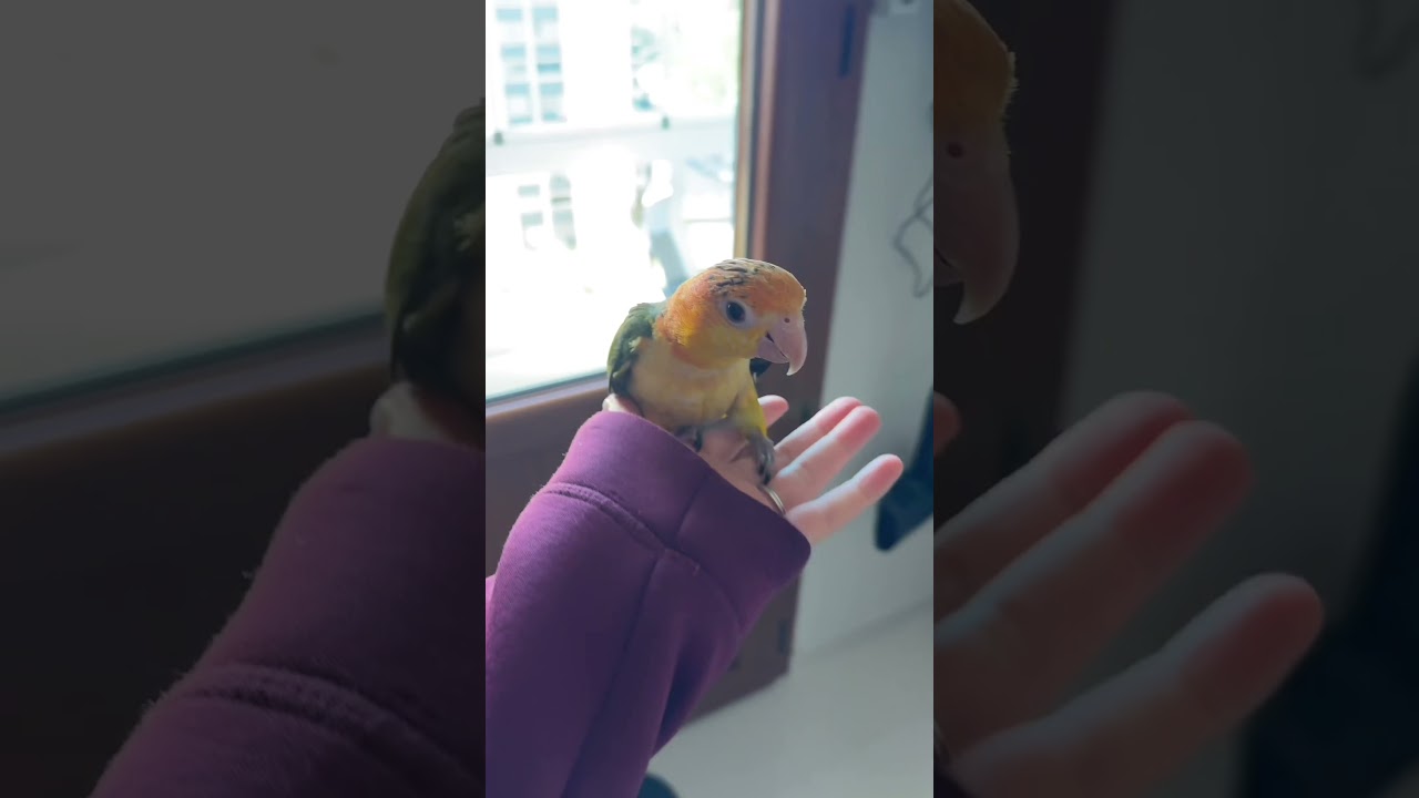 Kuş da olsan büyük sözü dinlemeyince böyle oluyor 😢