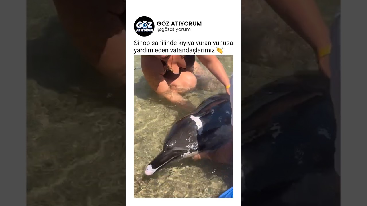 Sinop sahilinde kıyıya vuran yunusa yardım eden vatandaşlarımız 👏