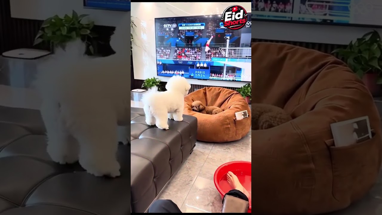     قال أجرب الحركة دي… فبدأت المعركة! 😂