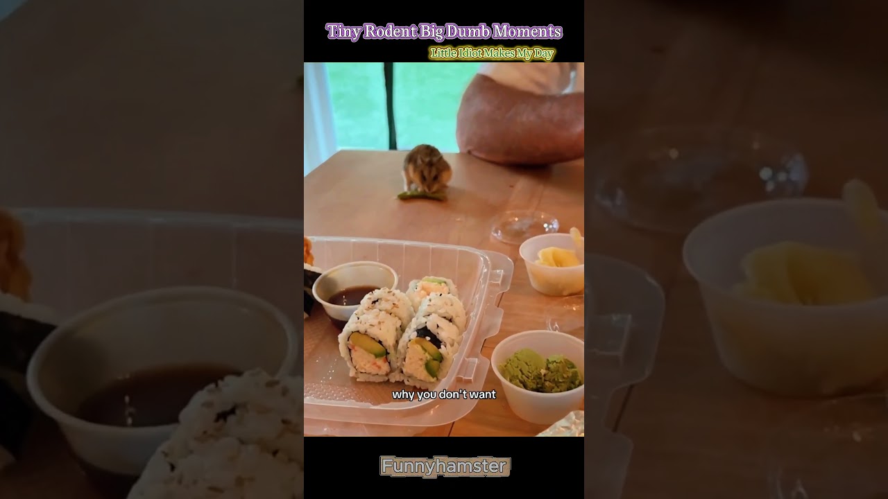 Hamster dumb therapy #FunnyHamster #HamsterSoftTikTok #PetFails #CutePets
