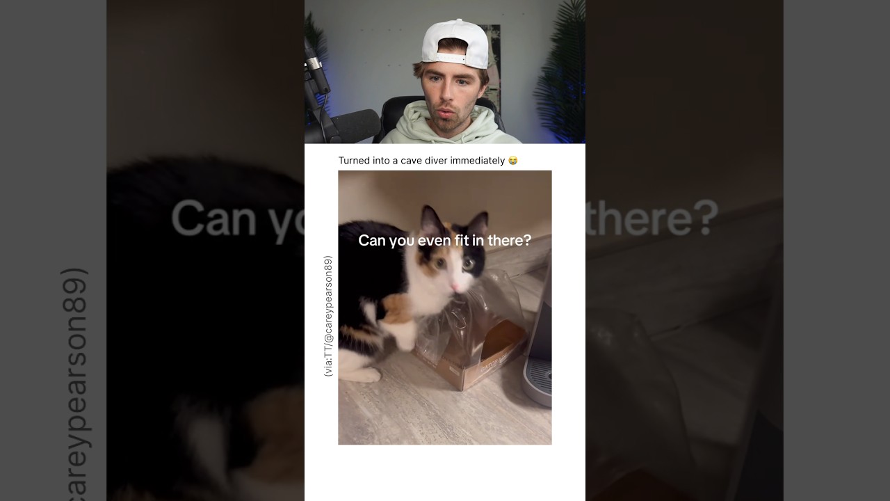 CAT TOOK IT AS A CHALLENGE.. π