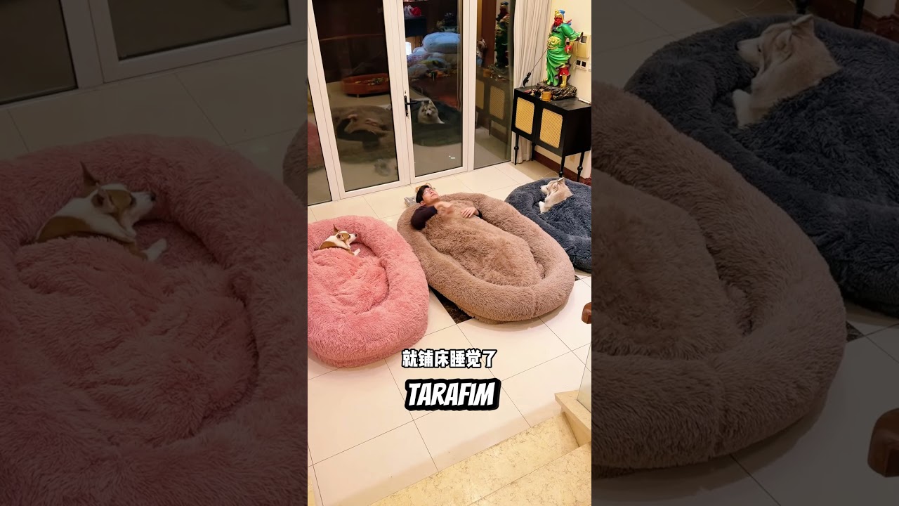 Köpeğe Yatak Aldı 🐱 Sonu Çok İyi 🤣