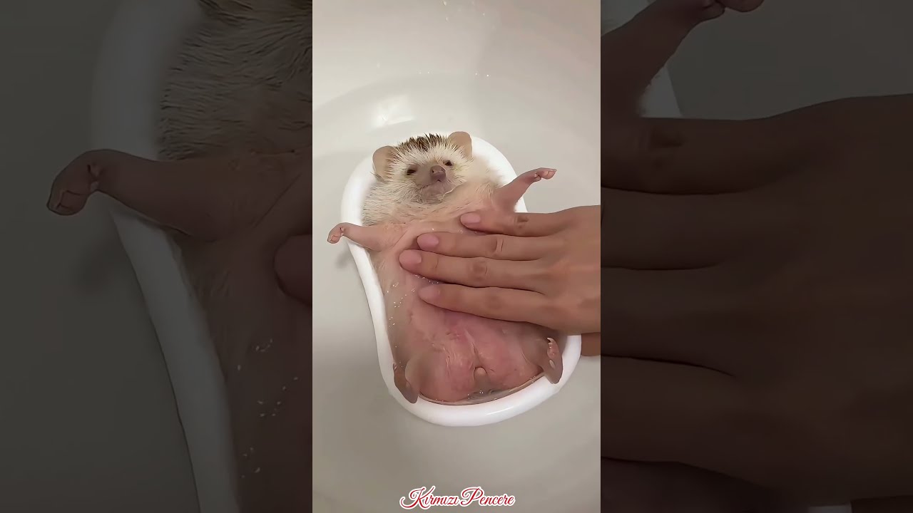 Kirpilerin Size Söylemeyeceği Sırlar 🦔🤫