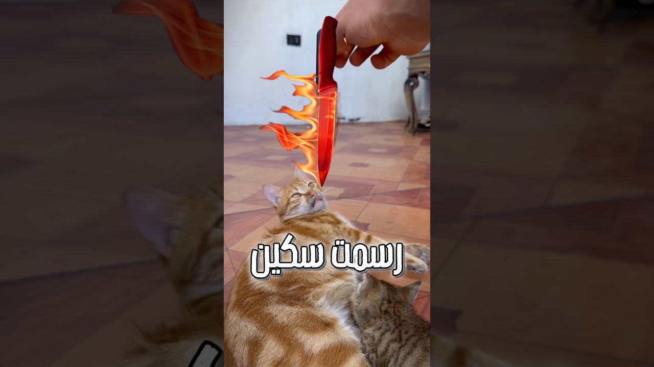 جربت سكين رسم وهمية على قطتي🔪😨#رسم #drawing #shorts