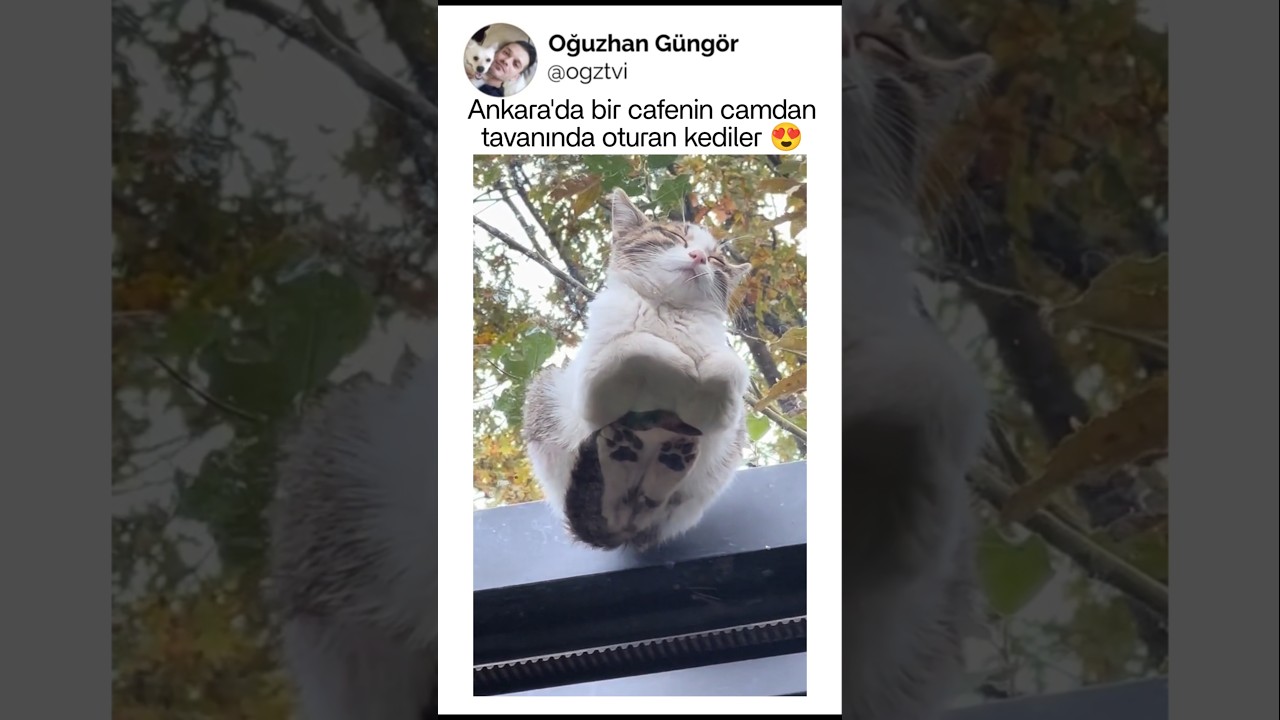 Kediler bulundukları ortamı güzelleştiriyor