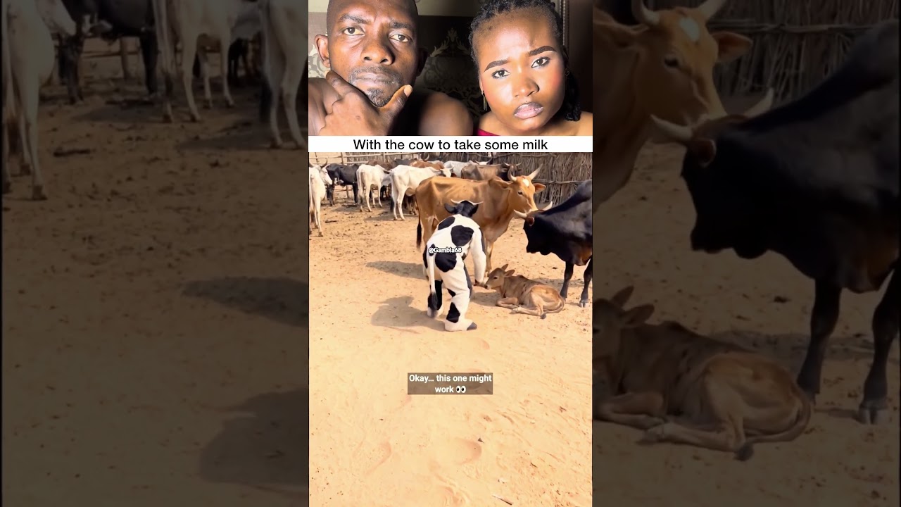 With the cow to take some milk..