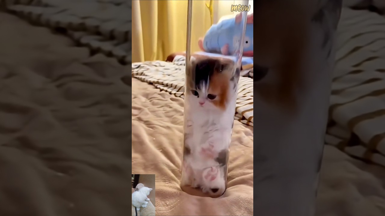 ♥️🥰 #cat #kitten #cute #funny #shortsvideo #shortvideo #shorts #short #subscribe #trending #song