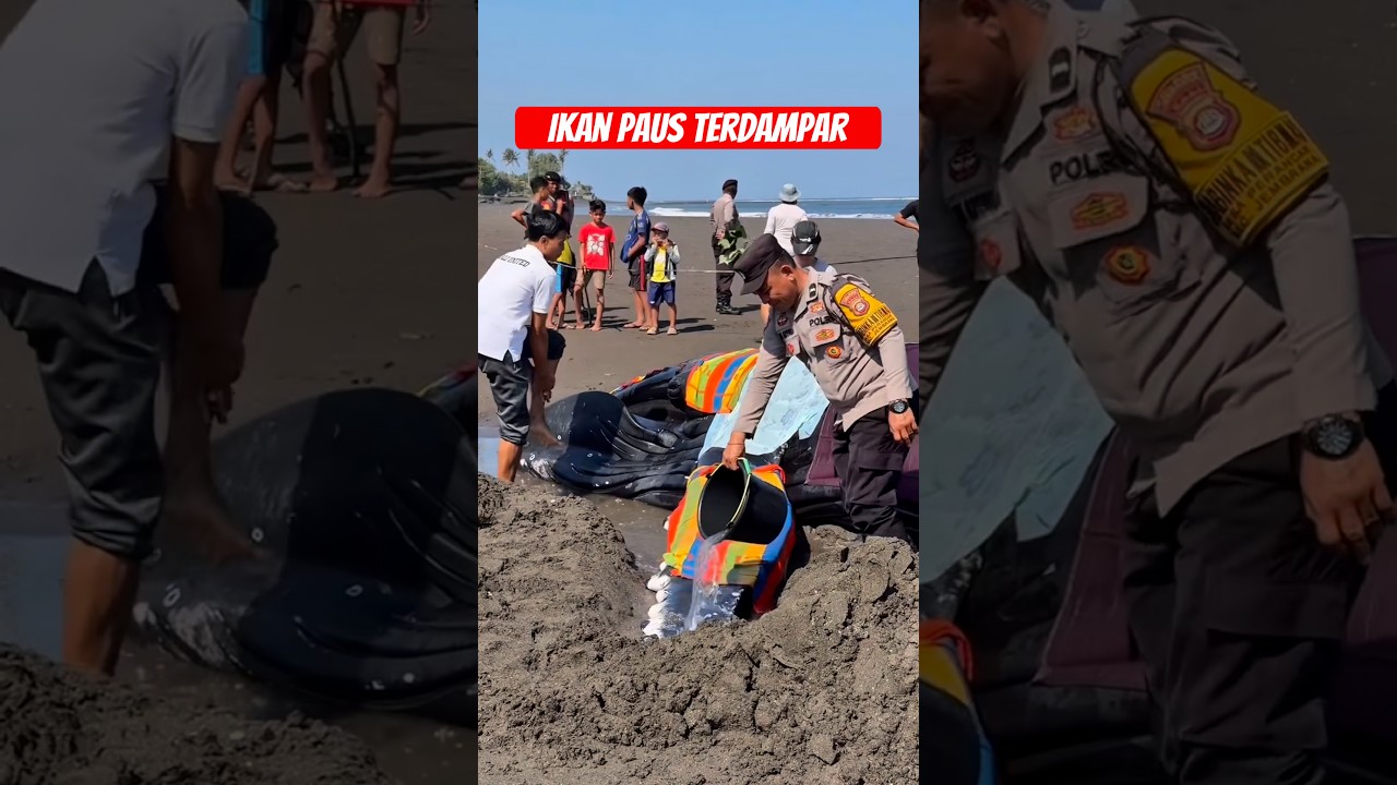 Ikan paus terdampar #shorts #minivlog #comedy #bocilwargads #maspreman #sidoii