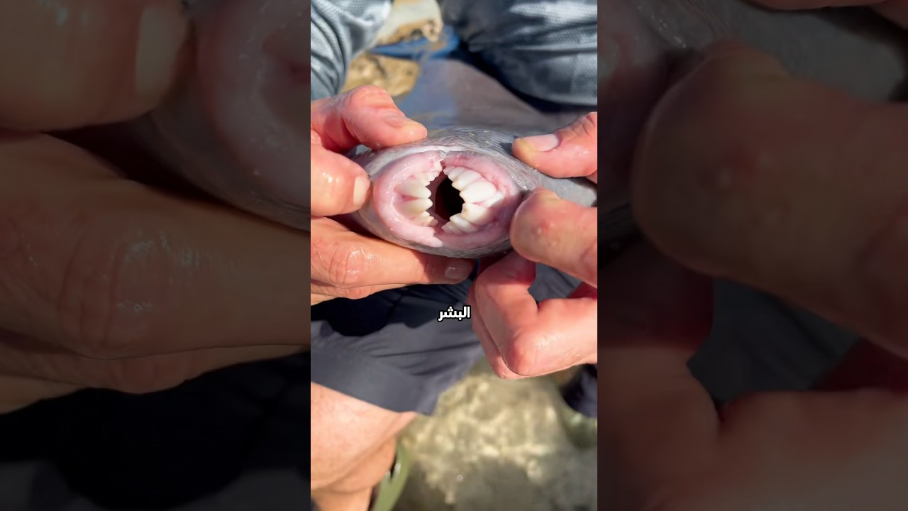 سمكة تخلي الغواصين يفضلو يقابلو قرش على أن يقابلونها