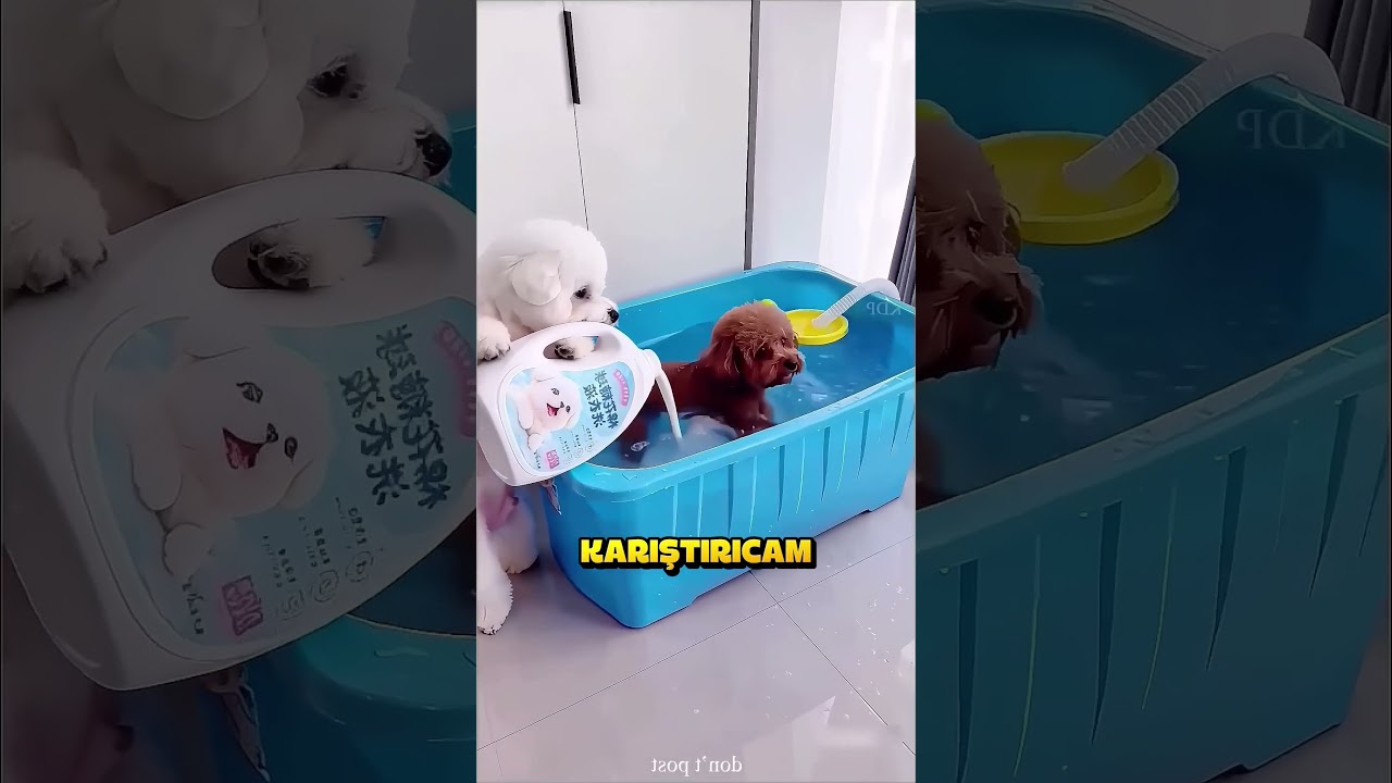 Şişko Köpekler Spora Başladı.. ❗🐶