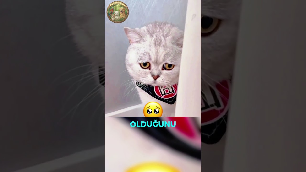 #shortsvideo  #cat #kedi