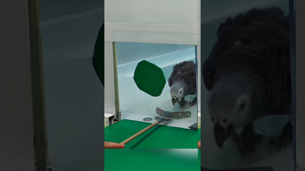 Keteladanan Burung Beo! 🐦