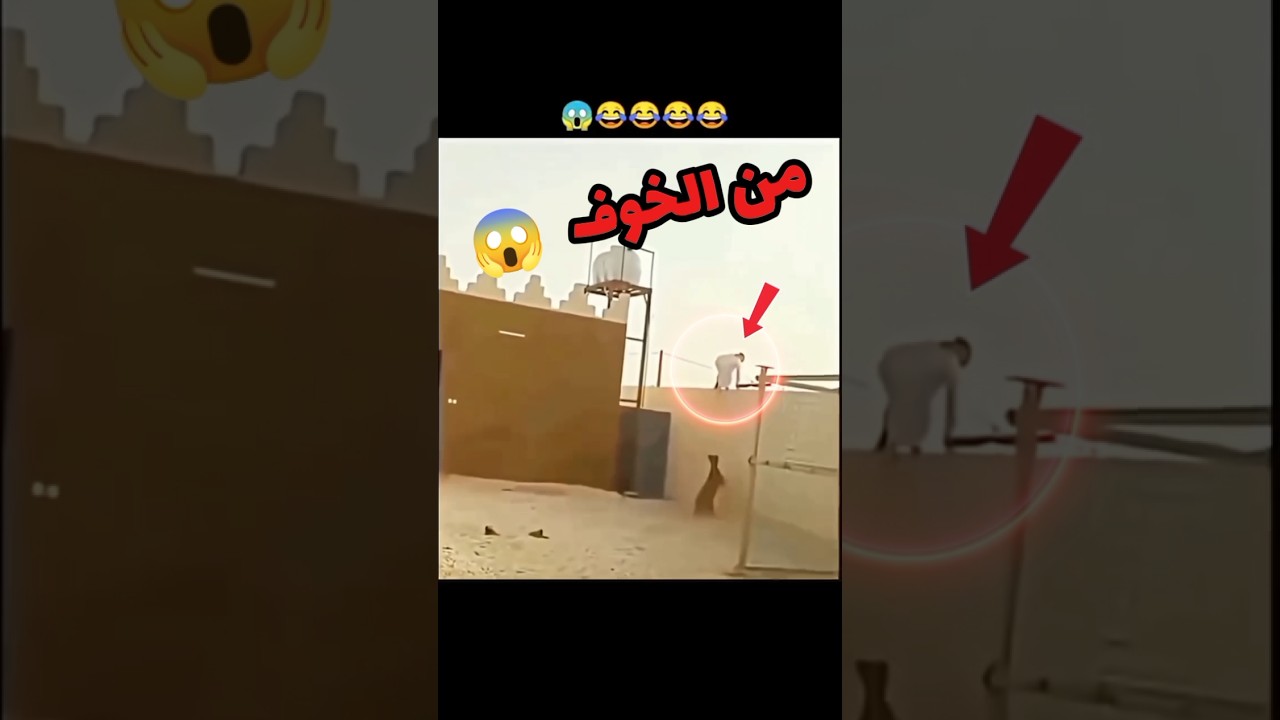 من الخوف صار يتسلق الجدار كأنه سبايدر مان 😂#لاتنسى_الاشتراك_في_القناة_ولايك
