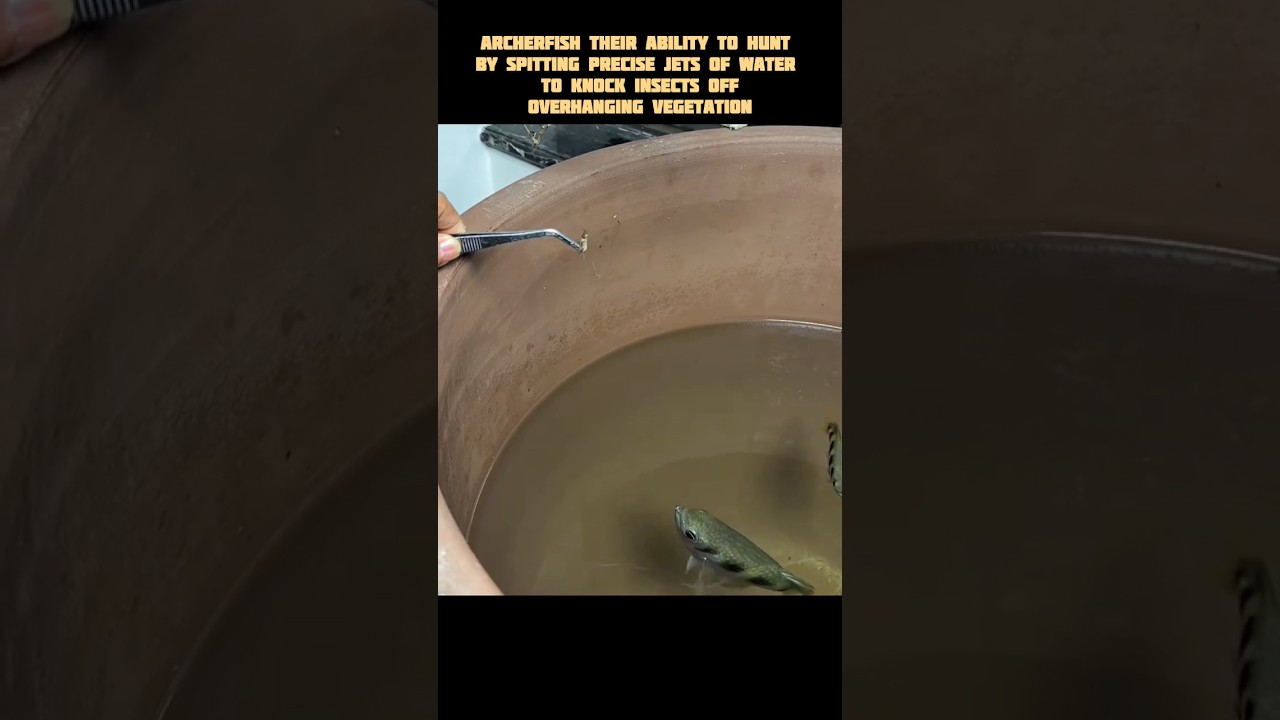 This Fish Shoots Water Like a Sniper 😳💦 #didyouknow #facts #fish #shorts #snipers