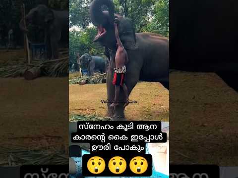 സ്നേഹം കൂടി ആന കാരൻ്റെ കൈ ഇപ്പോൾ ഊരി പോകും