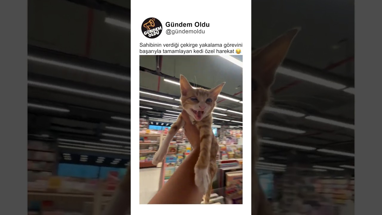 Sahibinin verdiği çekirge yakalama görevini başarıyla tamamlayan kedi 😂